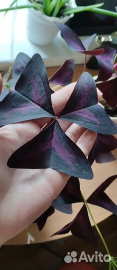 Комнатные цветы кислица оксалис