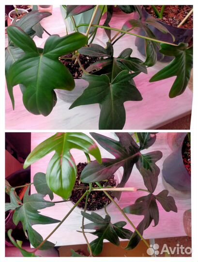 Цветы домашние