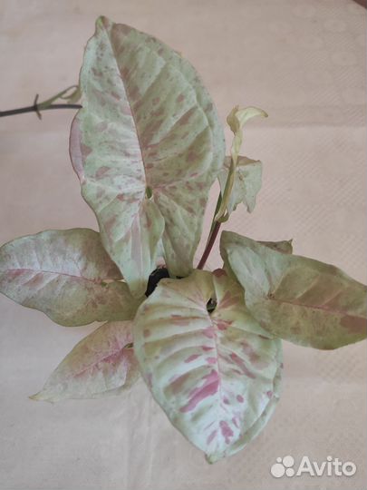 Сингониум Милк Конфети