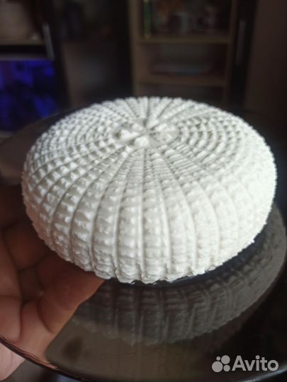 Козье молоко. Сыр из козьего молока