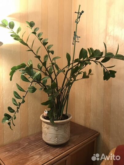 Замиокулькас