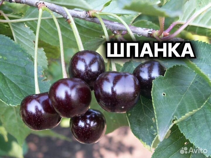 Плодовые декоративные деревья