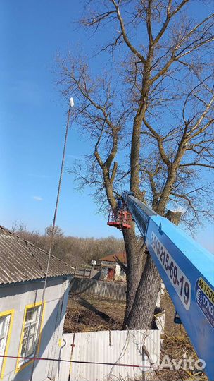 Спил деревьев