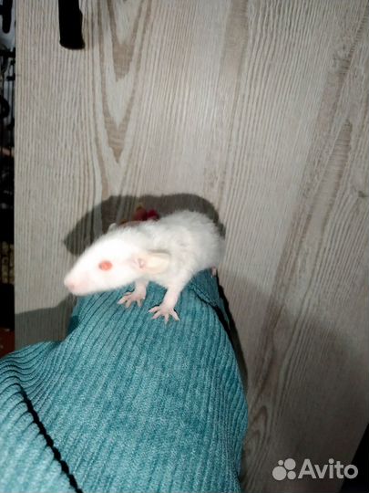 Продам крыс