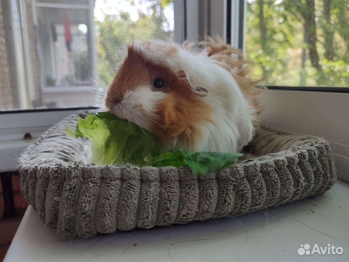 Морская свинка