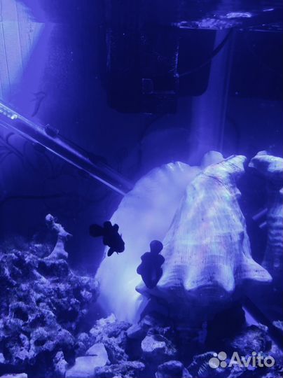 Морской аквариум