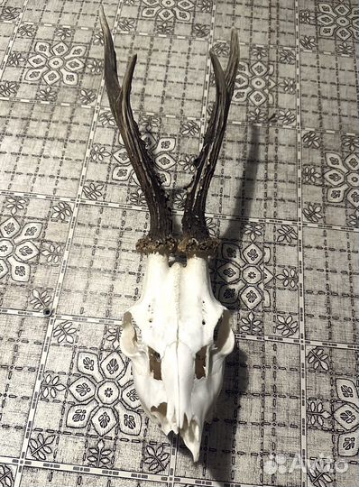 Череп косули