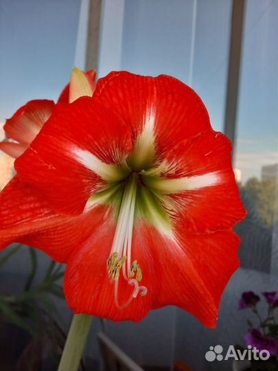 Гиппиаструм