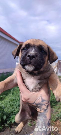 Щенки и собаки