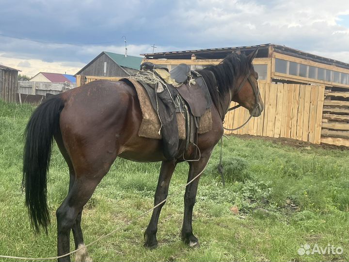 Лошадь кабыла