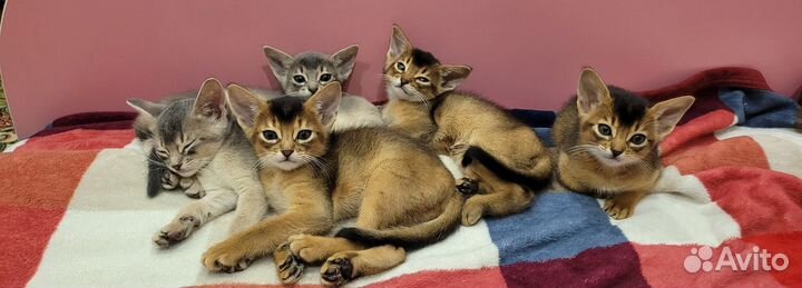 Абиссинские котята с документами