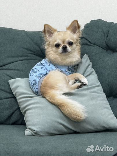 Щенки чихуаху длинношерстные мальчики