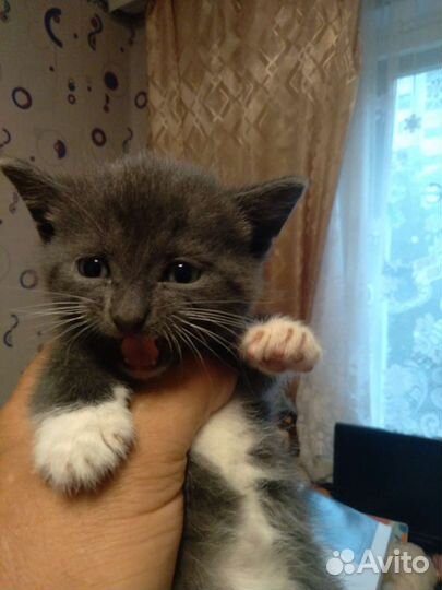 Котята в добрые руки дар