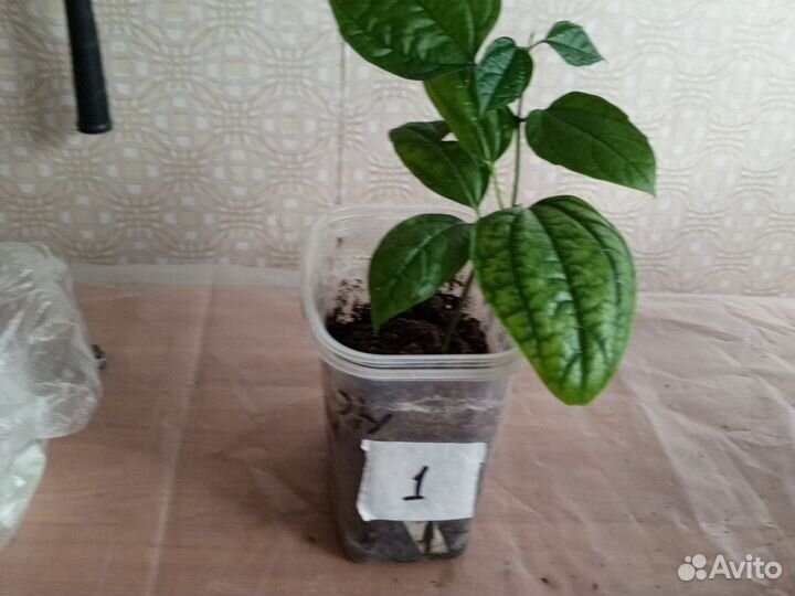 Клеродендрум госпожи томпсон