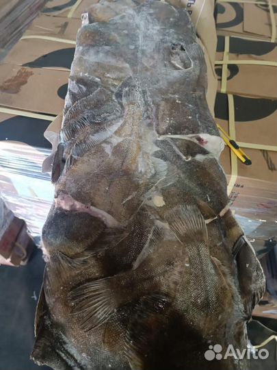 Камбала. Доставка бесплатно