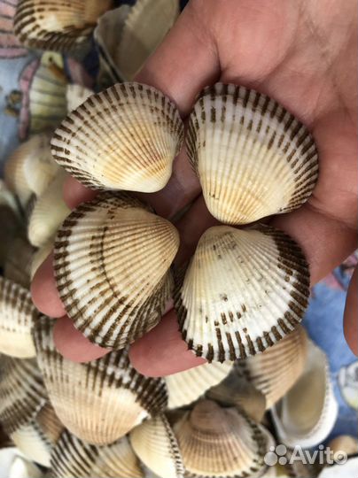 Морские ракушки