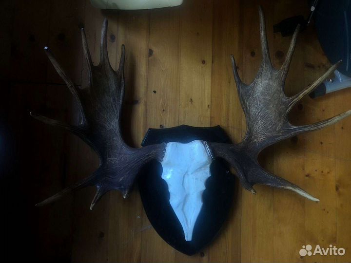 Продам рога лося с черепом на медальоне, Италия