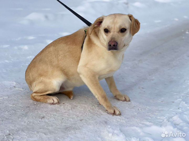 Собака в добрые руки