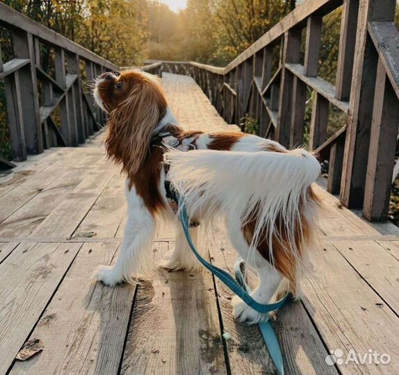 Кавалеры королевских кровей