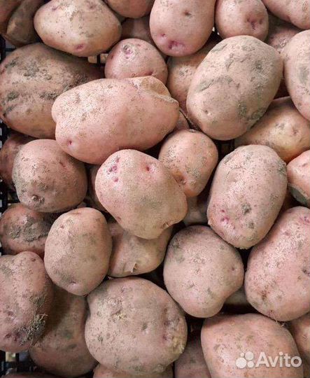 Семенной картофель и на еду, морковь, свеклу