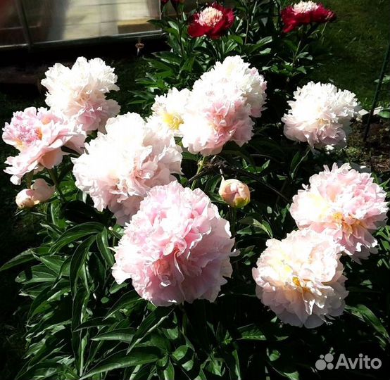 Пионы корни Ширли Темпл