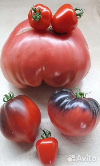 Рассада томатов пеца огурцов