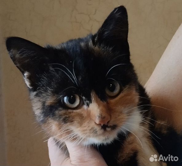 Кошечка Сима