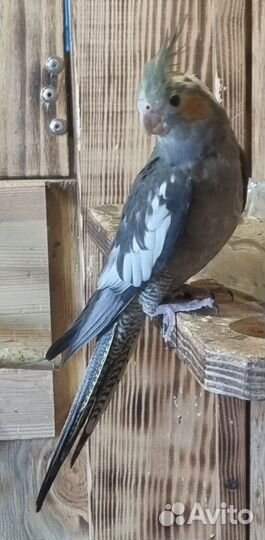 Птенец попугая нимфа корелла