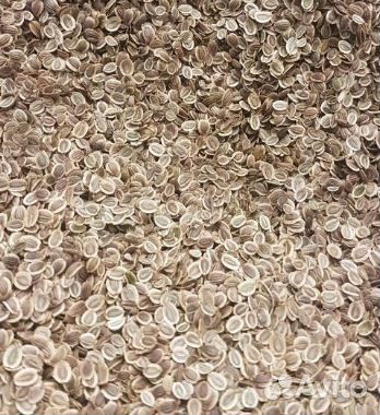 Семена Укропа