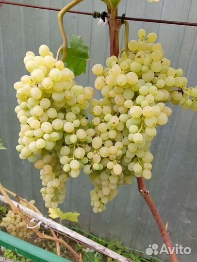 Саженцы винограда под заказ