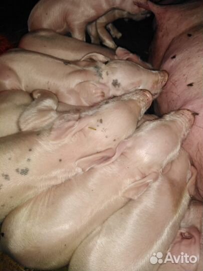 Семя породистых хряков