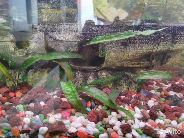 Аквариумистиа