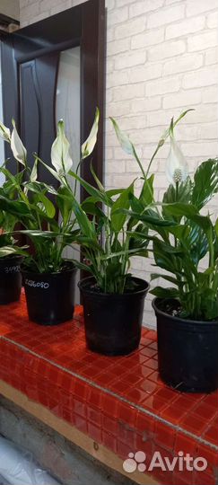 Спатифиллум в продаже