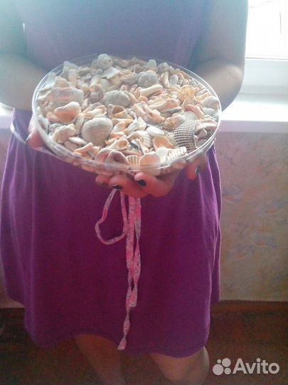 Морские ракушки