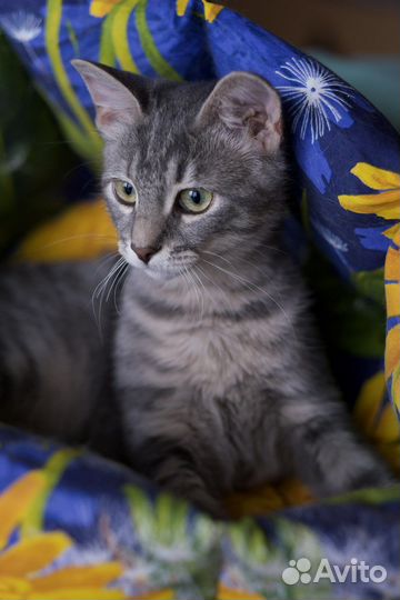 Николя (котёнок, кошка, 9,5 мес.)