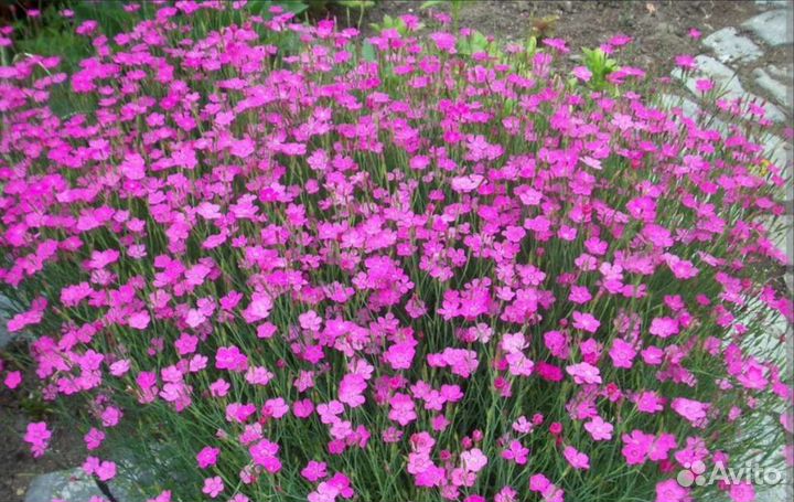 Ясколка, Арабис, Флокс, Гвоздика, Вербейник и др