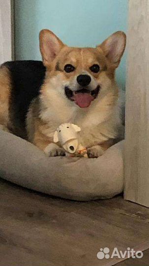 Вязка Вельш-корги пемброк мальчик