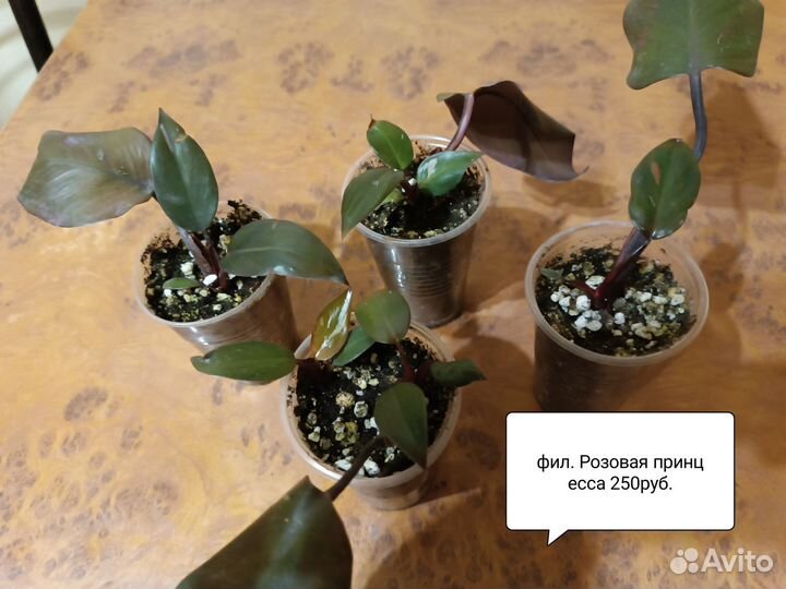 Гибискус Липолистный, Бегонии