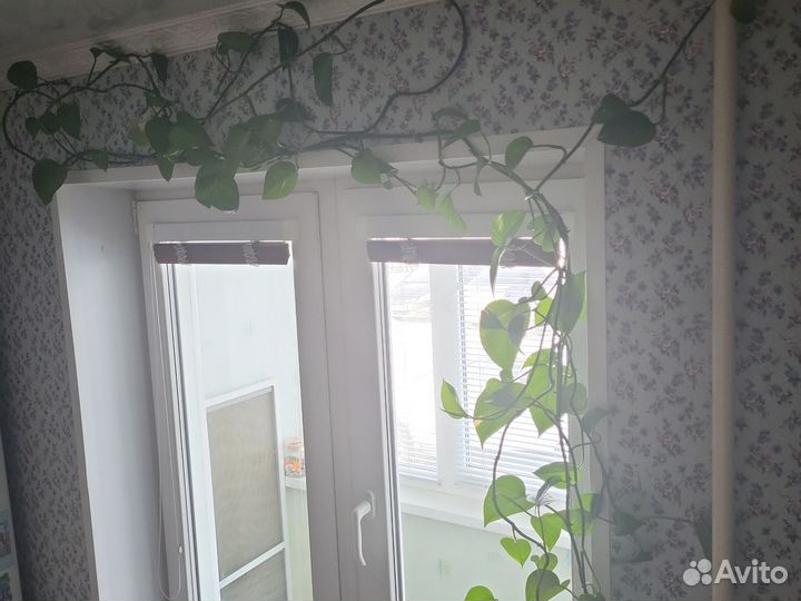 Эпипремнум