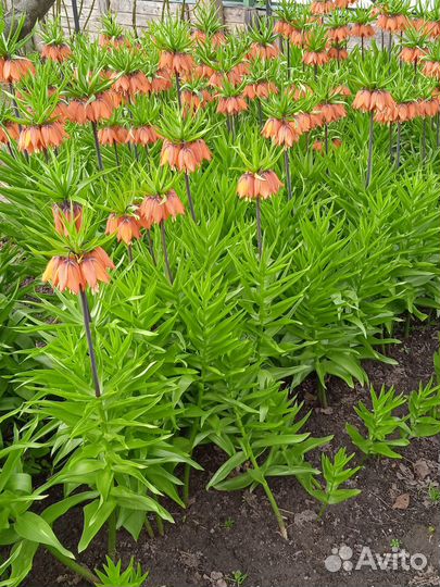 Рябчик императорский оранжевый луковица