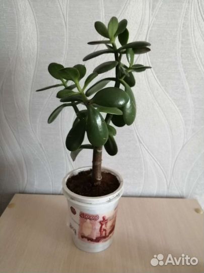 Толстянка. Денежное дерево