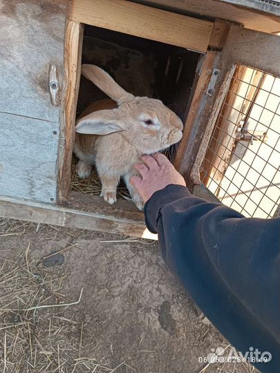 Кролики великаны домашние