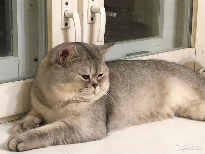 Кот на вязку