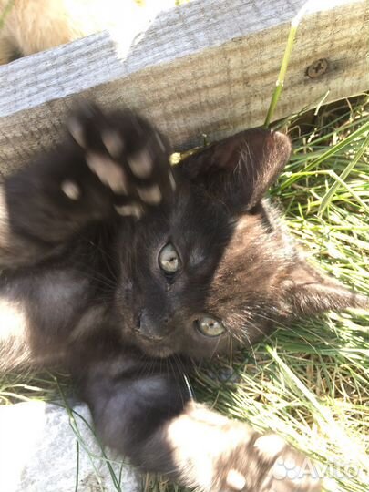 Котик (родился 16.04.2023)