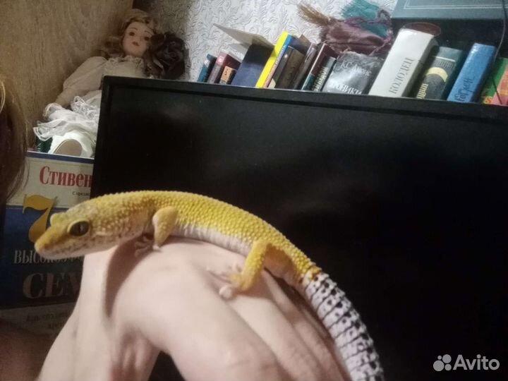 Геккон эублефар ящерица питомец