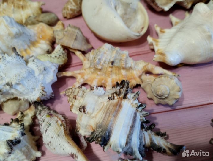 Набор ракушек для аквариума