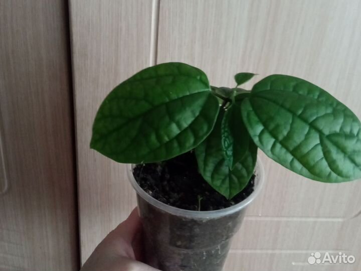 Клеродендрум