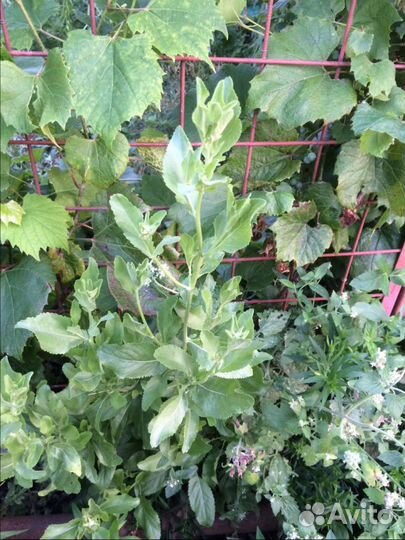 Продаю Любисток, Тархун, Мелиссу, Мяту и др