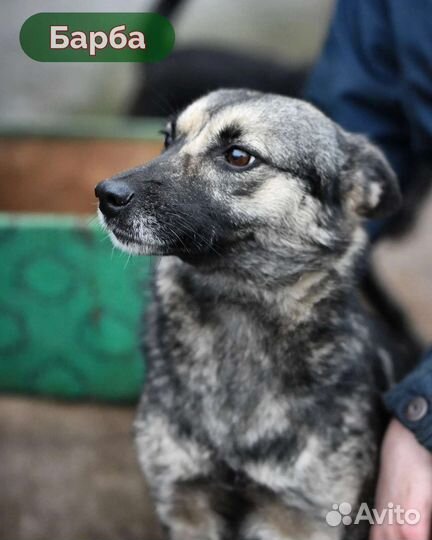 Собака с сво