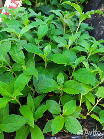 Черенки гортензии